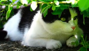 eine wunderschöne schwarzweiße Katze unter grünen Blättern